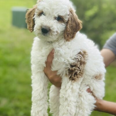 Phoebe’s 8-week-old Mini Goldendoodle puppy with white and apricot coat, being held upright