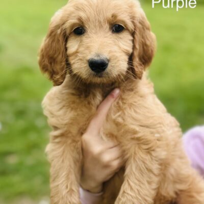 Stormie’s Goldendoodle puppy with purple collar, apricot coat, sitting calmly