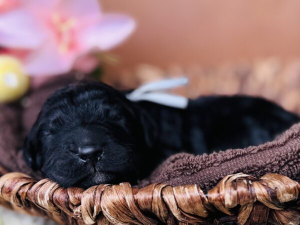 Newborn black Goldendoodle puppy from Stormie’s litter, April 2025