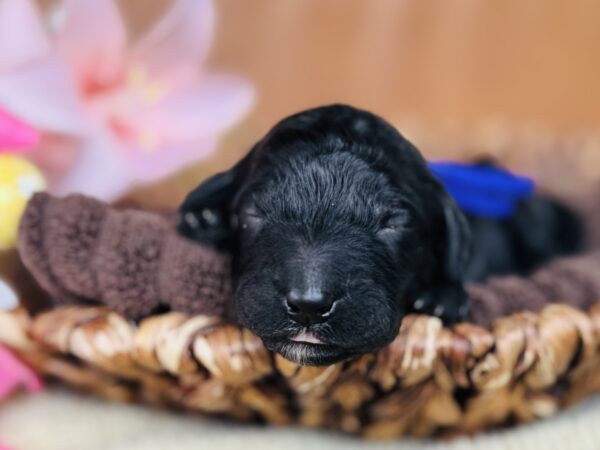 Newborn black Goldendoodle puppy from Stormie’s litter, April 2025