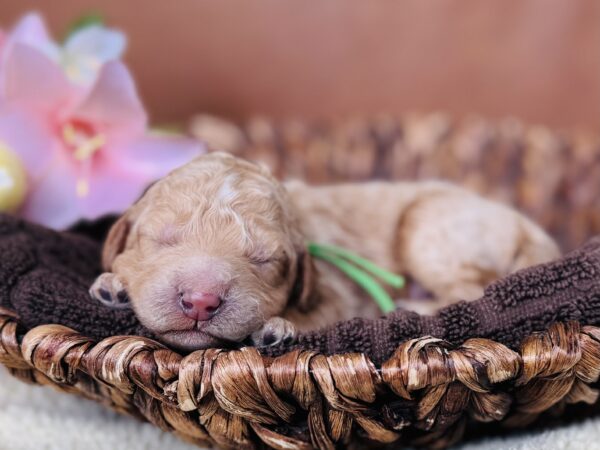 Newborn black Goldendoodle puppy from Stormie’s litter, April 2025