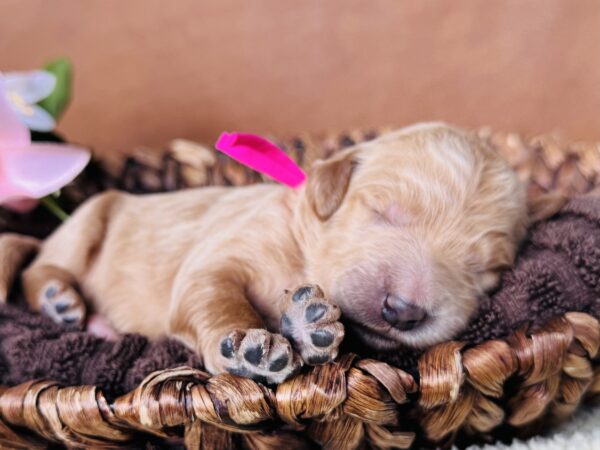 Newborn black Goldendoodle puppy from Stormie’s litter, April 2025