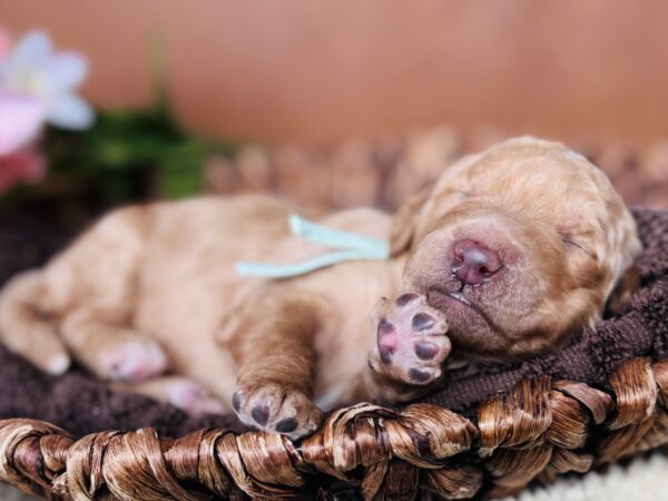 Newborn black Goldendoodle puppy from Stormie’s litter, April 2025