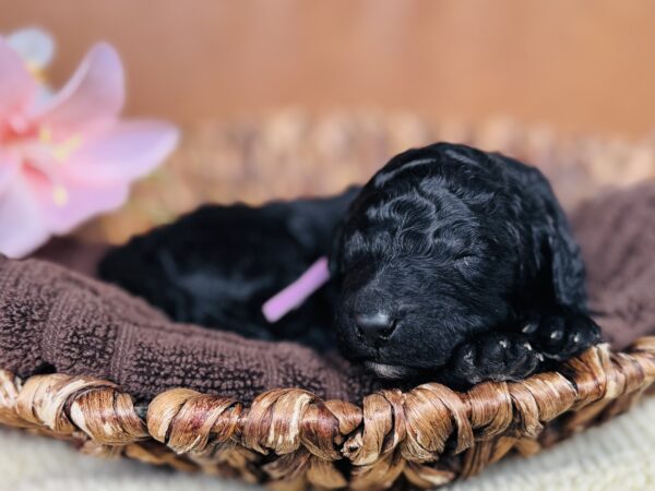 Newborn black Goldendoodle puppy from Stormie’s litter, April 2025