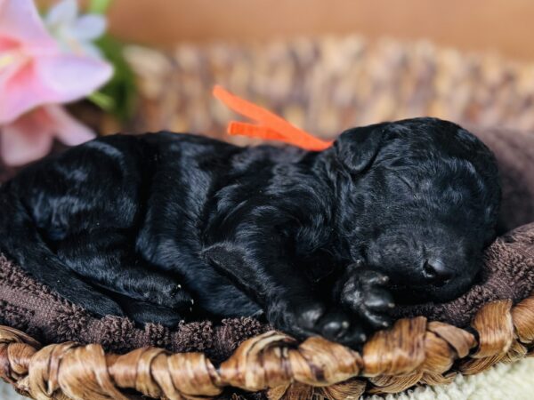 Newborn black Goldendoodle puppy from Stormie’s litter, April 2025