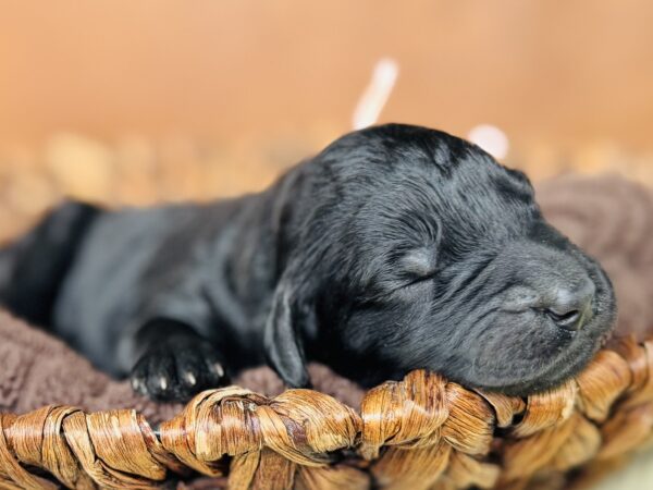 Newborn black Goldendoodle puppy from Stormie’s litter, April 2025