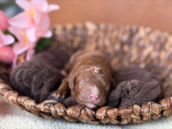 Mini Goldendoodle puppy from Phoebe’s April 2025 litter at Deer Creek Doodles in Nebraska. Red Coat