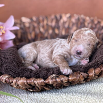 Mini Goldendoodle puppy from Phoebe’s April 2025 litter at Deer Creek Doodles in Nebraska. Apricot Coat