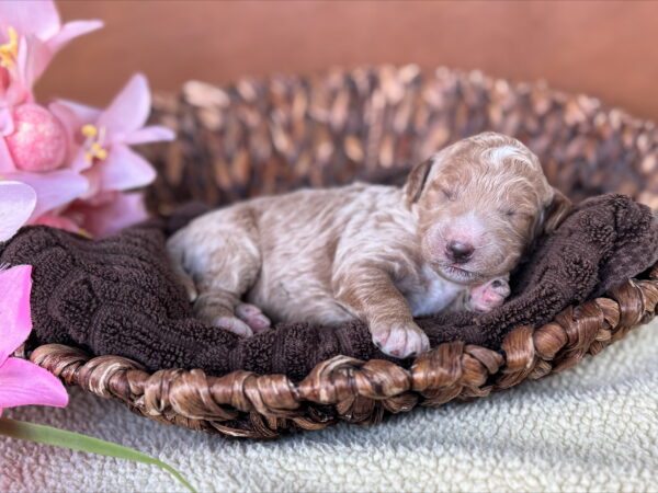 Mini Goldendoodle puppy from Phoebe’s April 2025 litter at Deer Creek Doodles in Nebraska. Apricot Coat