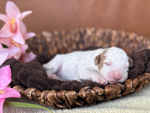 Mini Goldendoodle puppy from Phoebe’s April 2025 litter at Deer Creek Doodles in Nebraska. Parti Coat