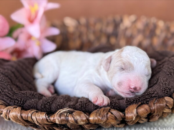 Mini Goldendoodle puppy from Phoebe’s April 2025 litter at Deer Creek Doodles in Nebraska. Parti Coat