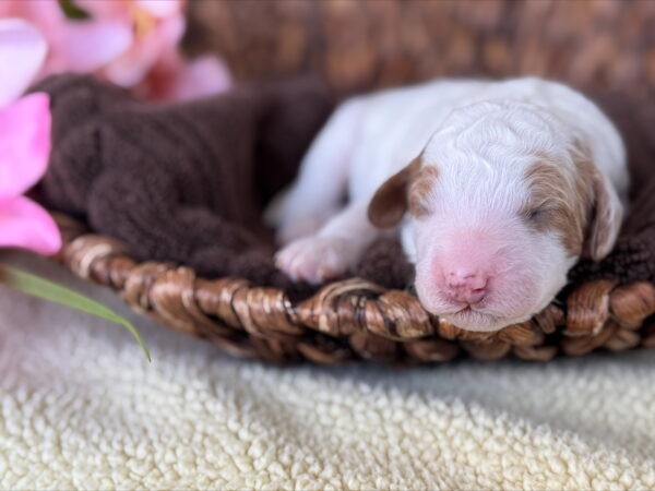 Mini Goldendoodle puppy from Phoebe’s April 2025 litter at Deer Creek Doodles in Nebraska. Parti Coat