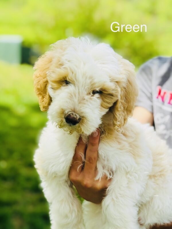 Green collar Medium Goldendoodle puppy from Nola’s litter chewing on a toy at 8 weeks old