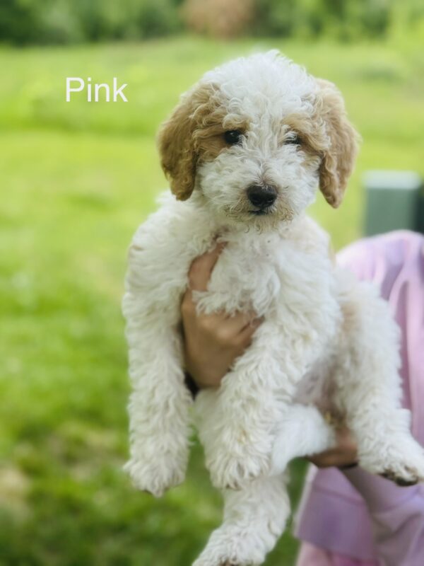 Pink collar Medium Goldendoodle puppy from Nola’s litter being held outdoors at 8 weeks old