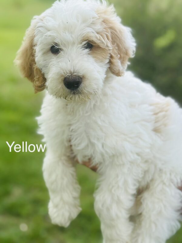 Nola’s 8-week-old Medium Goldendoodle puppy with yellow collar, sitting in grass