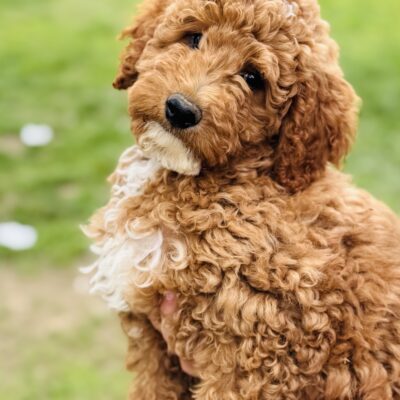 Apricot Mini Goldendoodle puppy at 11 weeks old, sitting upright with curly coat