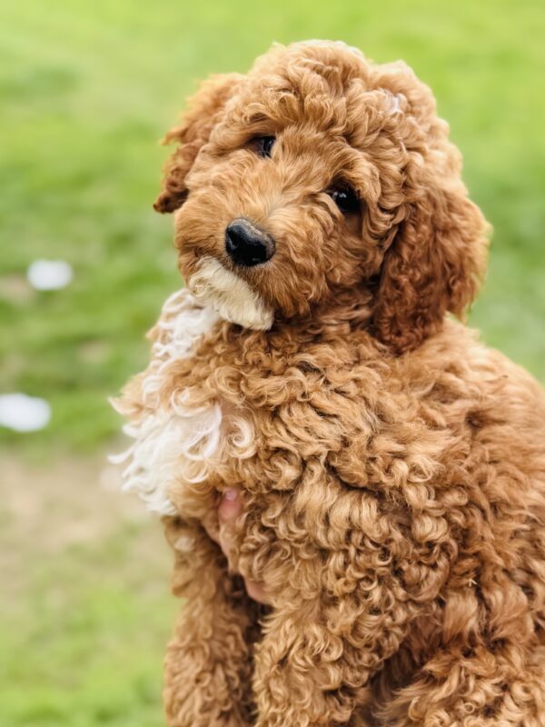 Apricot Mini Goldendoodle puppy at 11 weeks old, sitting upright with curly coat